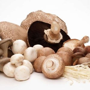 The Mushrooms Hub - Fresh Mushrooms
