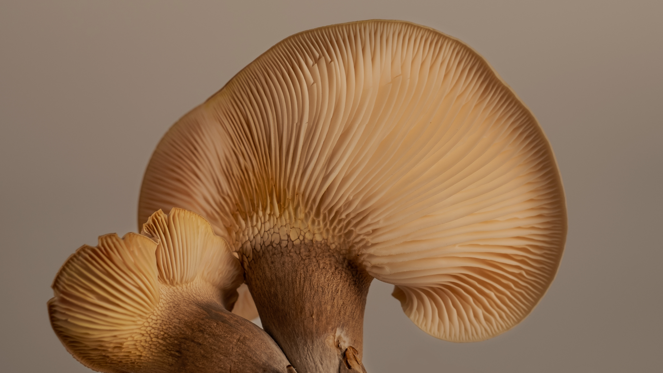 The Health Benefits of Mushrooms: A Nutrient Powerhouse