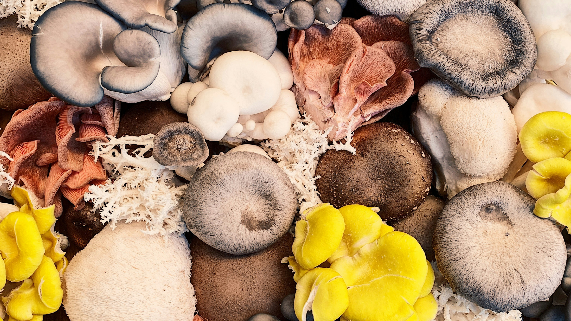 Exploring Different Types of Mushrooms and Their Unique Qualities